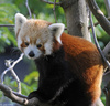 Red Panda (Ailurus fulgens)