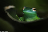 Glass Frog (Cochranella granulosa)2