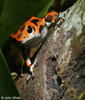 Strawberry Poison Frog (Oophaga pumilio)