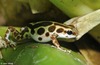 Green and Black Poison Frog (Dendrobates auratus)