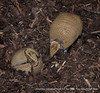 Southern Three-banded Armadillo - Tolypeutes matacus