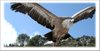 vulture