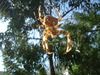 Spider Spanish Garden