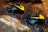 Dendrobates Tinctorius