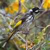 New Holland Honeyeater 1