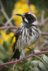 New Holland Honeyeater 2