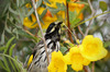 New Holland Honeyeater 3