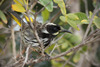 New Holland Honeyeater 4