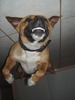 dog