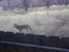 coyote