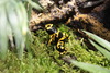 Dendrobates Leucomelas