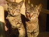 pussy cats