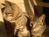 pussy cats