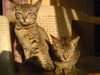 pussy cats