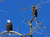 Mature and Immature bald eagles