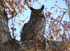 Great Horned Owl on branch