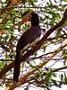 malabar pied hornbill