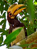 malabar pied hornbill