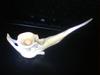 odd animal bone