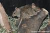 Neumann's Grass Rat - Arvicanthis neumanni