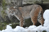 Bobcat - Lynx rufus baileyi