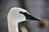 Trumpeter Swan - Cygnus buccinator