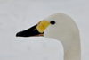 Bewick's Swan - Cygnus bewickii