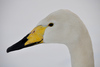 Whooper Swan - Cygnus cygnus