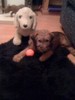 My Puppy Seamus