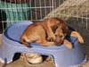 My Puppy Seamus