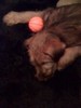 My Puppy Seamus