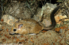 Egyptian Bushy-tailed Jird - Sekeetamys calurus makrami