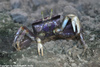 European Fiddler Crab female - Uca tangeri