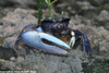 European Fiddler Crab male - Uca tangeri