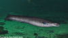 European Conger Eel - Conger conger