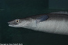 European Conger Eel - Conger conger