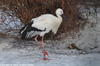 Oriental Stork - Ciconia boyciana