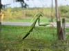 Praying Mantis