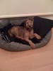 My Puppy Seamus