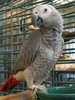 African Grey and Umbrella cockatoo parrot bird