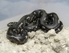 Outer Banks kingsnake (L.g.sticticeps)