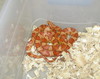 hypomelanistic cornsnake