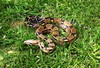 Colombian boa (B.c.imperator)