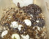 cornsnakes hatching (double het for hypo lavender)