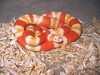 albino Honduran milksnake