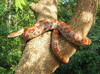 cornsnake (w/c from Brevard County, Florida)