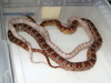 cornsnake's breeding