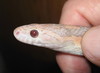 hypo lavender cornsnake (head closeup)