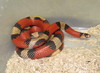 hypo Honduran (double het amel/anery 