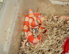 albino(amel) Honduran hatchlings